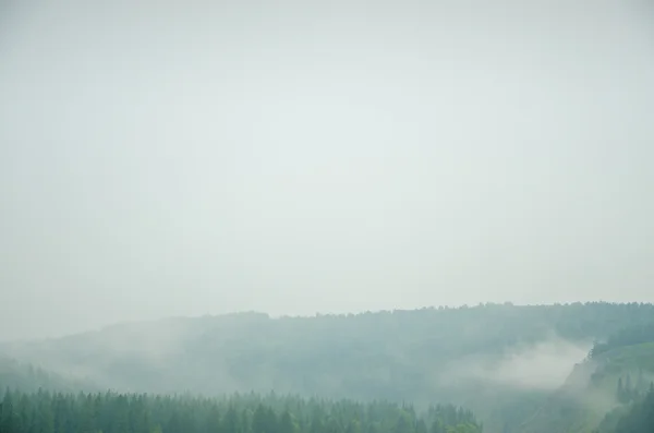 Brouillard matinal épais dans la forêt d'été . — Photo