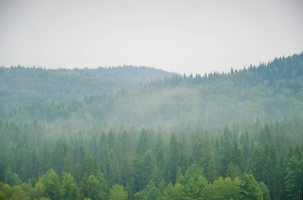 Густий ранковий туман в літньому лісі . — стокове фото