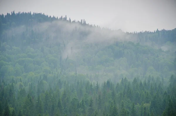 여름 숲에 두꺼운 아침 안개. — 스톡 사진
