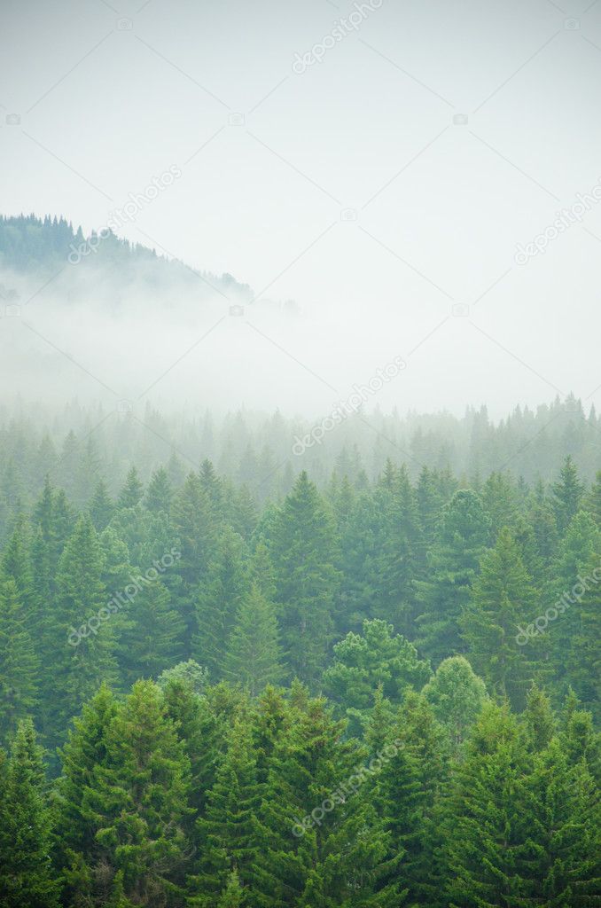 thick morning fog in the summer forest.