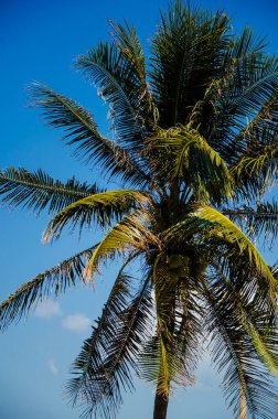 Mavi gökyüzü. Tropikal palmiyelerin yeşil yaprakları