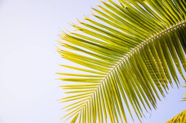 Mavi gökyüzü. Tropikal palmiyelerin yeşil yaprakları