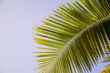 Mavi gökyüzü. Tropikal palmiyelerin yeşil yaprakları
