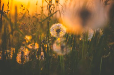 Sabah erkenden. Orman sisin içinde saklanıyor.