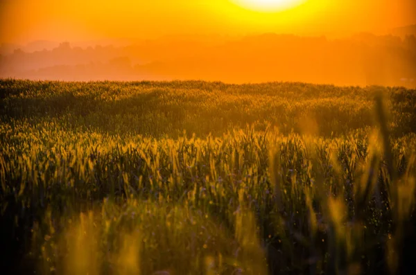 Ранним Утром Сочный Зеленый Луг Зерновые Поля — стоковое фото