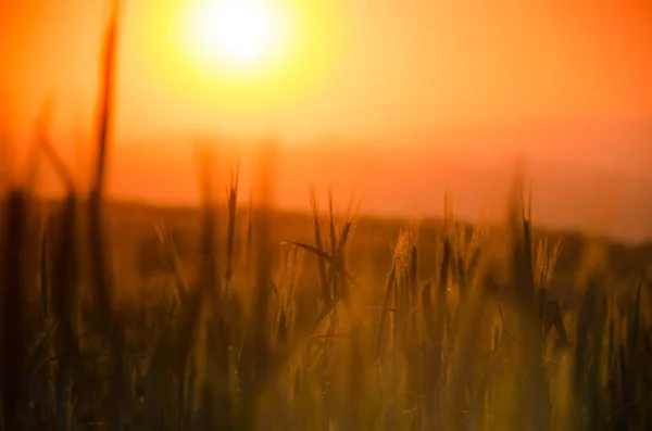 Frühen Morgen Saftig Grüne Wiese Getreidefelder — Stockfoto