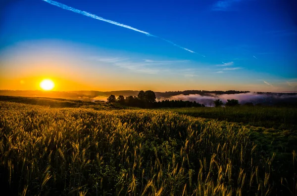 Tôt Matin Pré Vert Juteux Champs Céréales — Photo