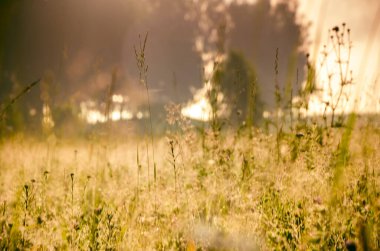 Güneş doğuyor ve ormanı sisli bir gölle aydınlatıyor.