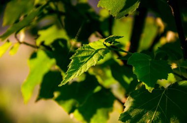Sabah erkenden. Orman sisin içinde saklanıyor.