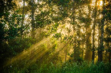 Orman sisin içinde saklanıyor..