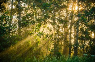 Orman sisin içinde saklanıyor..