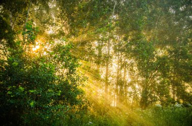 Orman sisin içinde saklanıyor..
