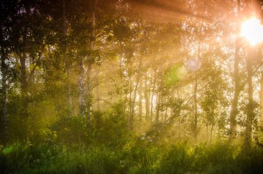 Orman sisin içinde saklanıyor..