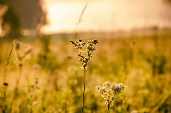 Sun Rises Lights Forest Pond Fog — Stock Photo, Image