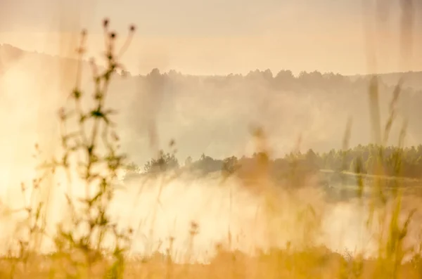 Solen Går Upp Och Lyser Upp Skogen Med Damm Dimman — Stockfoto