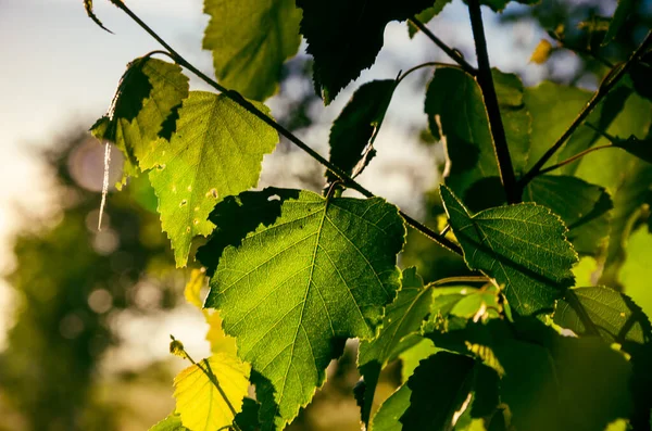 早朝だ 霧の中に隠れている森 — ストック写真