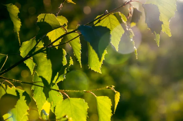 Tidig Morgon Skog Som Gömmer Sig Dimman — Stockfoto