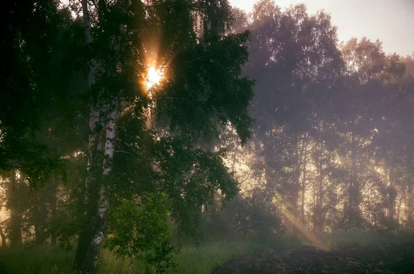 Bosque Escondido Niebla —  Fotos de Stock