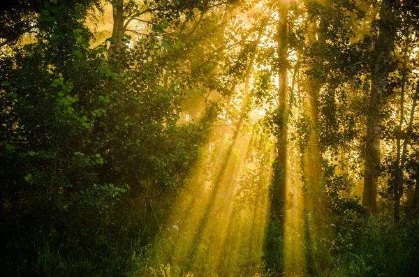 Forêt Cachée Dans Brouillard — Photo