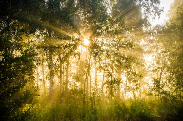 Foresta Nascosta Nella Nebbia — Foto Stock