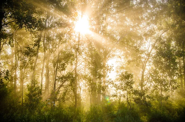 Foresta Nascosta Nella Nebbia — Foto Stock