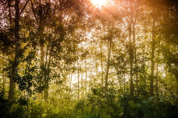 Skog Som Gömmer Sig Dimman — Stockfoto