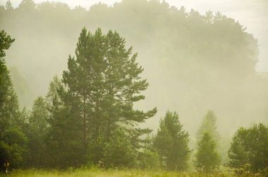 Sabah erkenden. Orman sisin içinde saklanıyor.