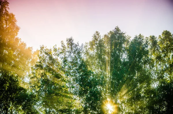 Foresta Nascosta Nella Nebbia — Foto Stock