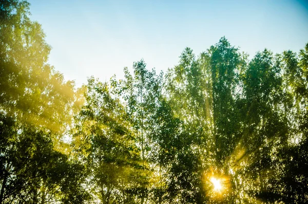 Orman sisin içinde saklanıyor..