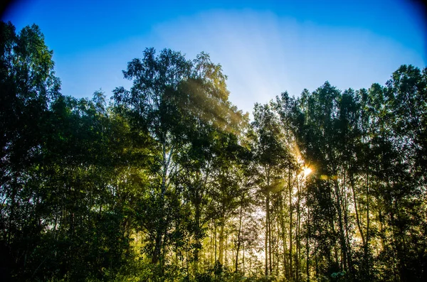 Foresta Nascosta Nella Nebbia — Foto Stock