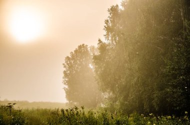 Sabah erkenden. Orman sisin içinde saklanıyor.