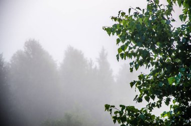 Sabah erkenden. Orman sisin içinde saklanıyor.