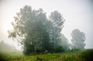 Sabah erkenden. Orman sisin içinde saklanıyor.
