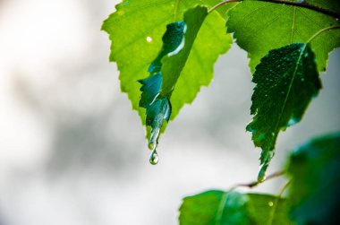 Sabah erkenden. Orman sisin içinde saklanıyor.