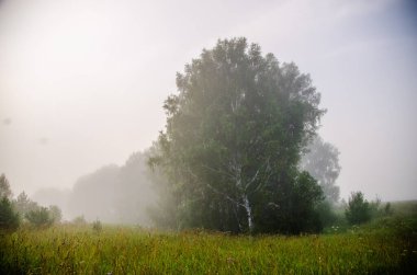 Sabah erkenden. Orman sisin içinde saklanıyor.