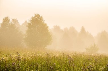 Sabah erkenden. Orman sisin içinde saklanıyor.