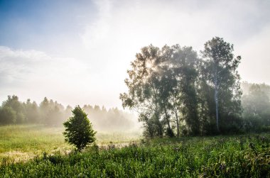 Sabah erkenden. Orman sisin içinde saklanıyor.