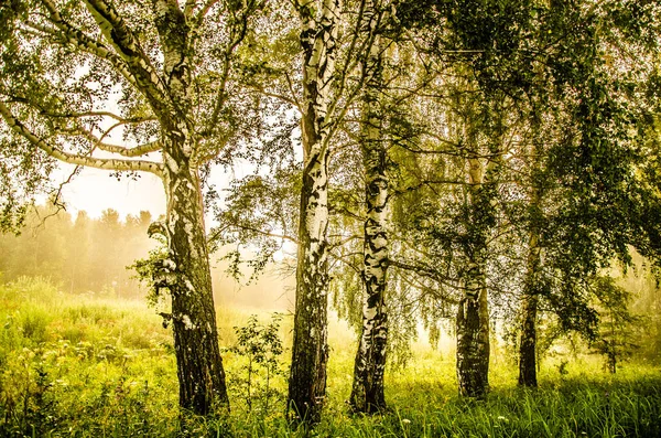 Brzy Ráno Les Skrytý Mlze — Stock fotografie