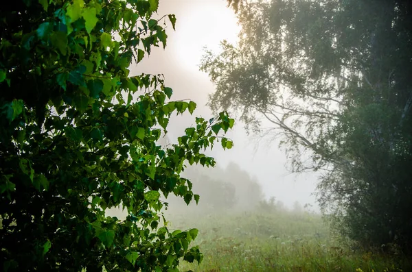 Temprano Por Mañana Bosque Escondido Niebla —  Fotos de Stock