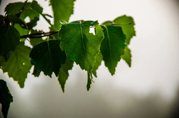 Temprano Por Mañana Bosque Escondido Niebla —  Fotos de Stock