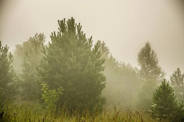 Manhã Cedo Floresta Escondida Nevoeiro — Fotografia de Stock