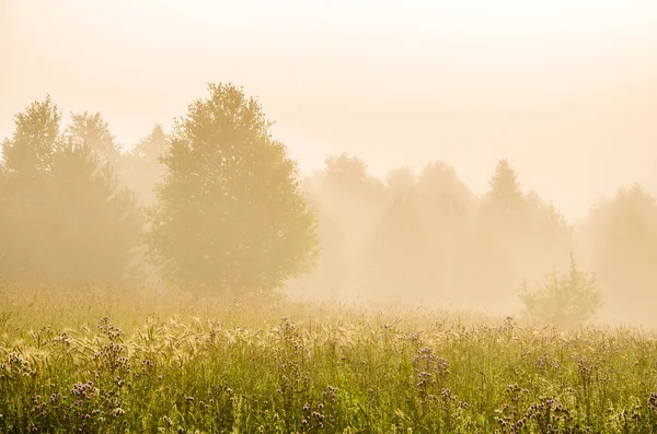 Frühen Morgen Wald Versteckt Sich Nebel — Stockfoto
