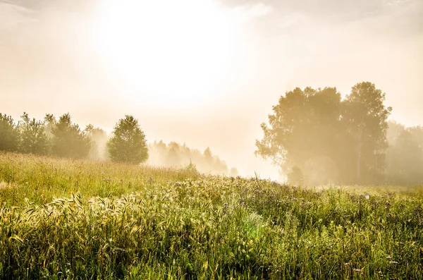 Frühen Morgen Wald Versteckt Sich Nebel — Stockfoto