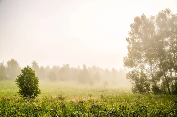 Pagi Pagi Hutan Bersembunyi Dalam Kabut Stok Lukisan  