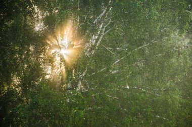 Sabah erkenden. Orman sisin içinde saklanıyor.