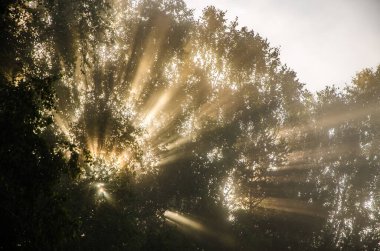 Sabah erkenden. Orman sisin içinde saklanıyor.
