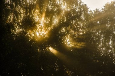 Sabah erkenden. Orman sisin içinde saklanıyor.