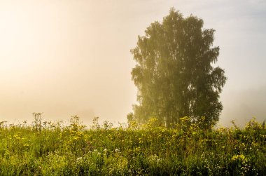 Sabah erkenden. Orman sisin içinde saklanıyor.