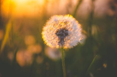 Orman sisin içinde saklanıyor. Karahindiba..