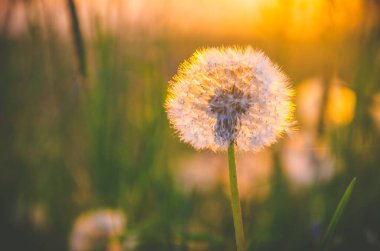 Orman sisin içinde saklanıyor. Karahindiba..